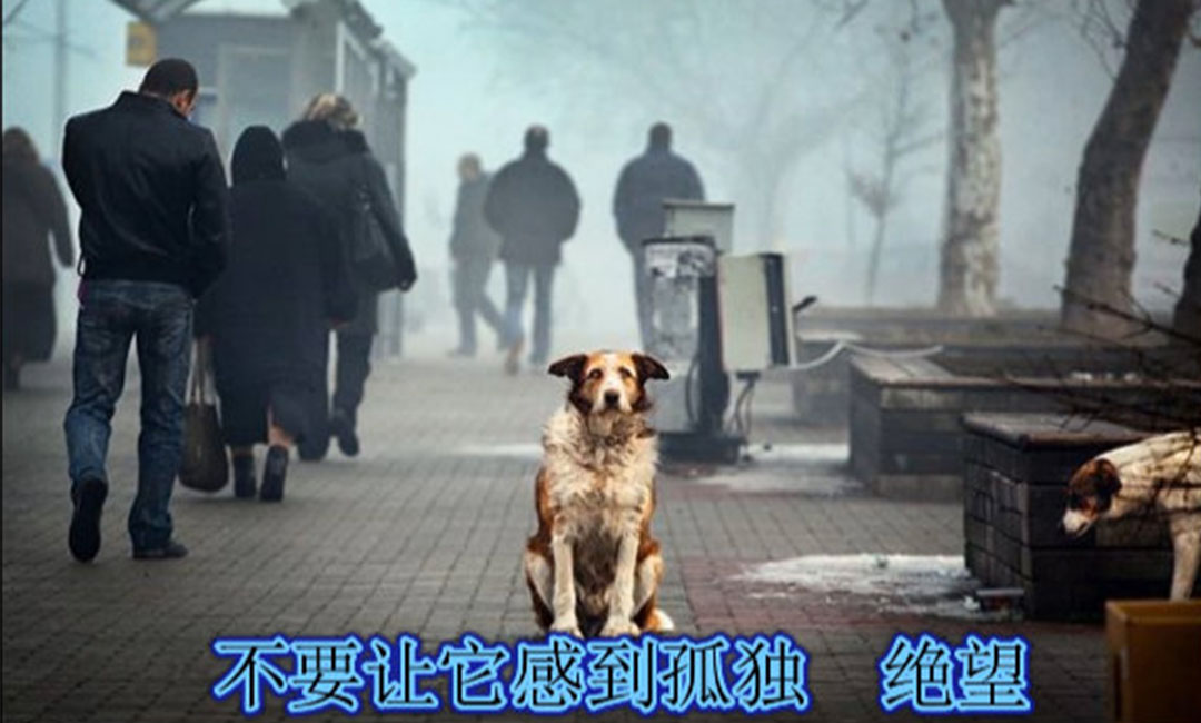 武威武威爱影圈微博微信转发案例